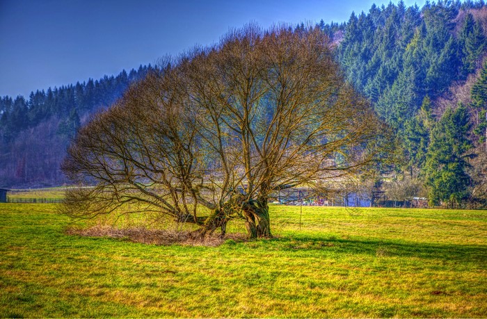 Bare tree in a grassy field with forest background