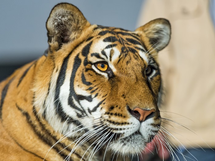 Tiger with orange eyes and black stripes
