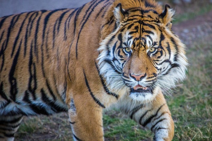 Tiger walking in a grassy area