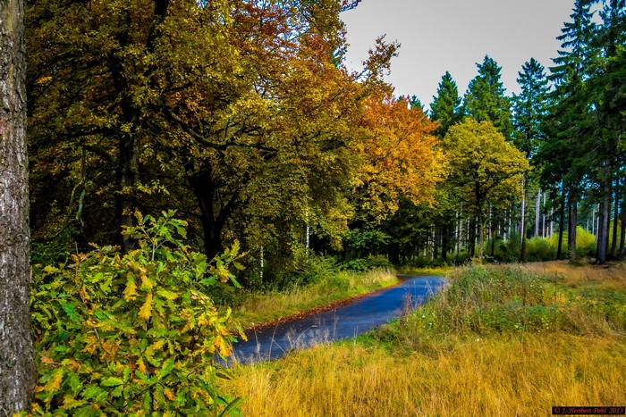 Autumn road through a forest in Valbert, Germany