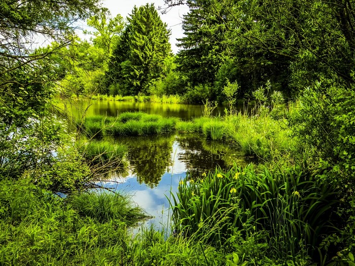 Pond with grass and trees in Bavaria, Germany