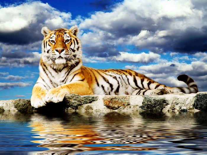 Tiger on a rock with water reflection