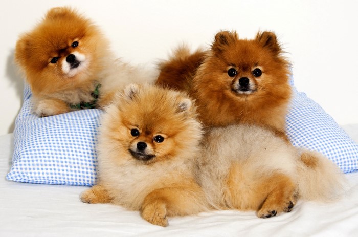 Three Pomeranian puppies on pillows