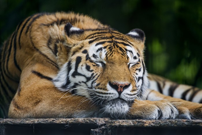 Tiger sleeping on a wooden platform