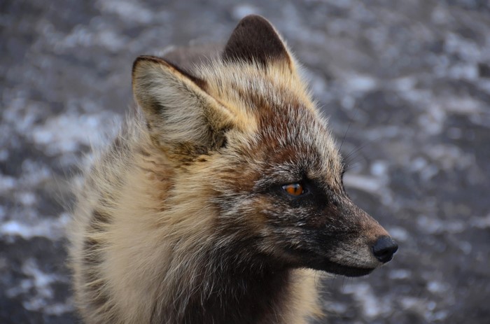 Close-up of a fox's head and snout