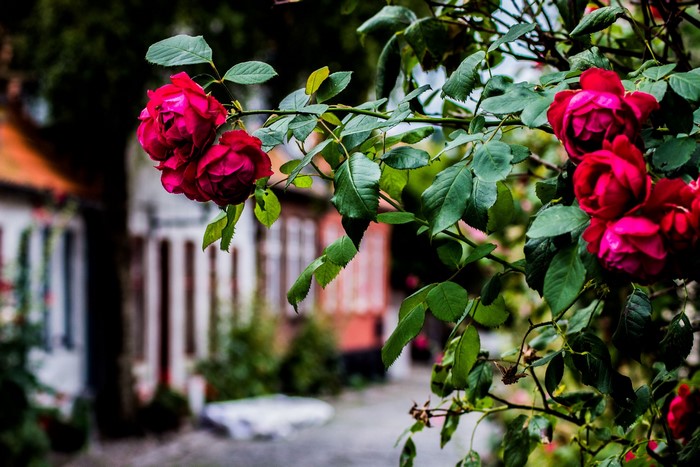 Red roses on a branch with houses in the background