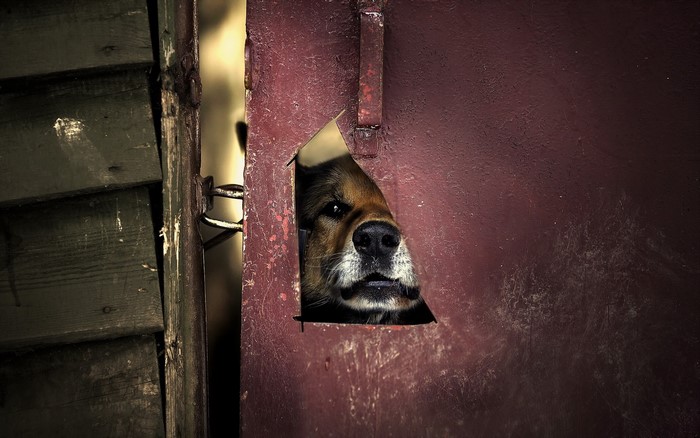 Dog peeking through a hole in a door