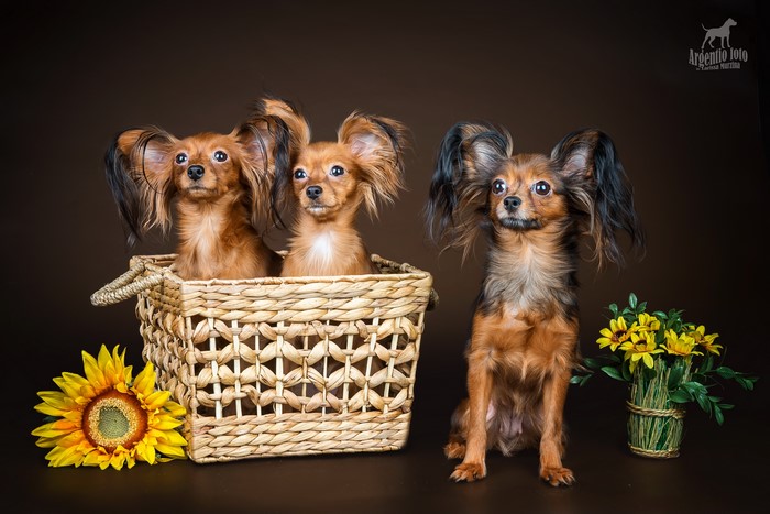 Three Russian Toy Terriers in a Wicker Basket