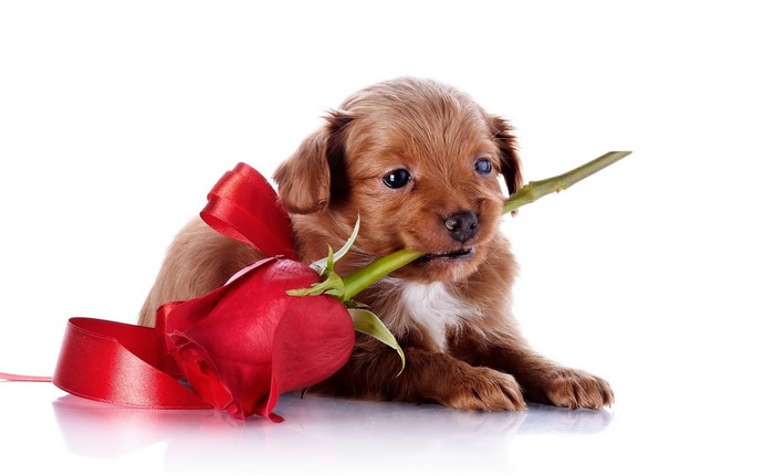 Brown puppy with a red rose and ribbon
