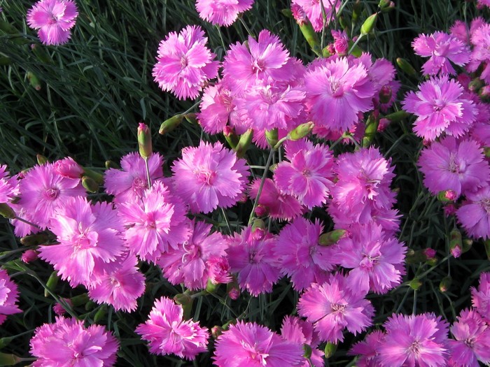 Vibrant Pink Carnations Blooming in Garden