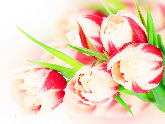 Red and white tulips with water droplets