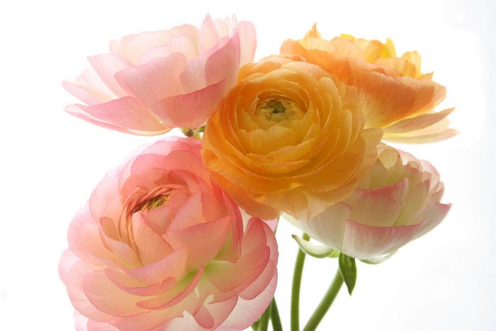 Close-up of pink and orange ranunculus flowers