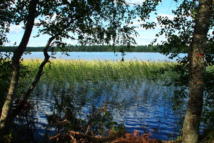 Lake and reeds in Russia
