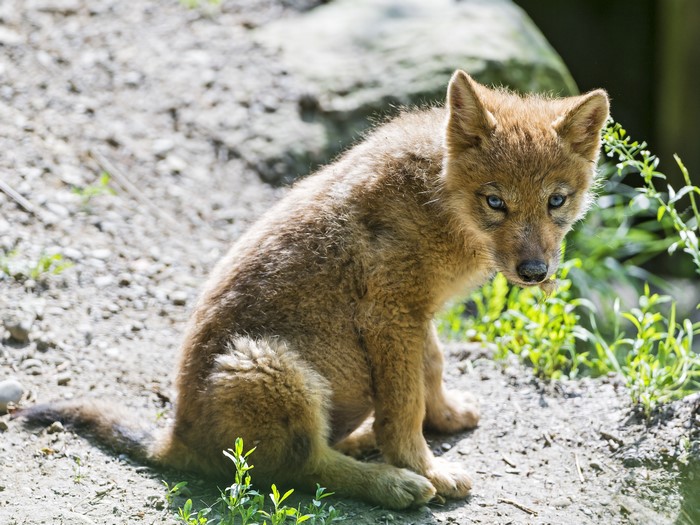 Golden Jackal Puppy with Blue Eyes