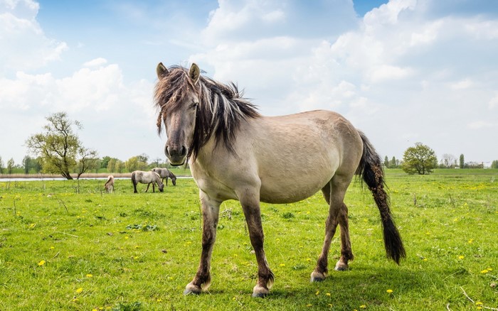 Horses grazing in a grassy field under a cloudy sky