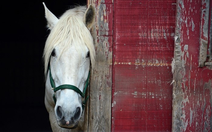 White horse peeking out of a red barn
