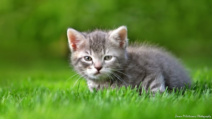 Grey kitten sitting in green grass