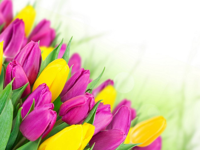 4K Tulips Many