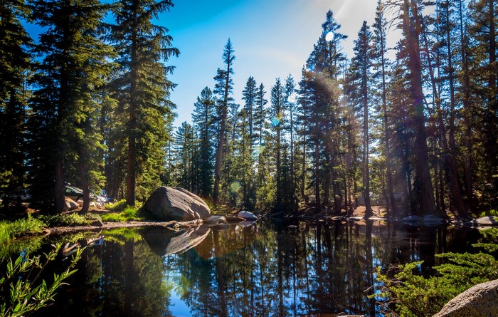 Forest lake with reflections in Yosemite National Park