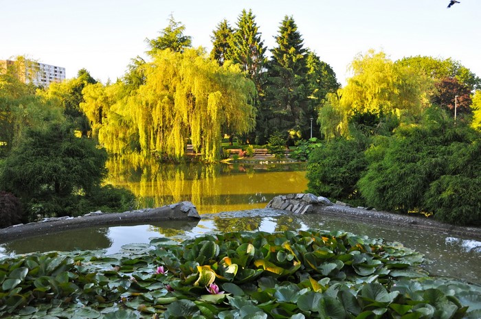 Park with pond, weeping willow, and water lilies