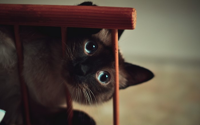 Siamese cat peeking through wooden bars