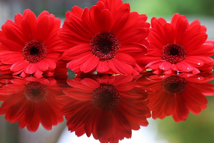 Three red Gerberas reflected in water