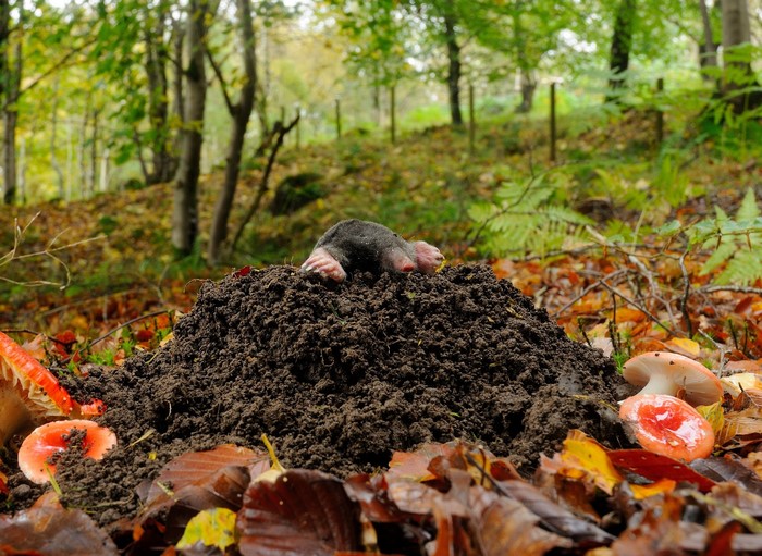 Mole emerging from a dirt mound in autumn forest