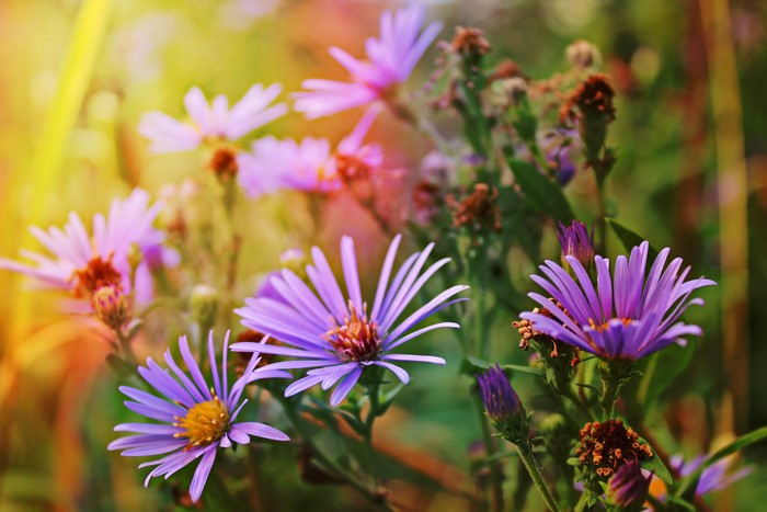 Purple Asters in Sunlight