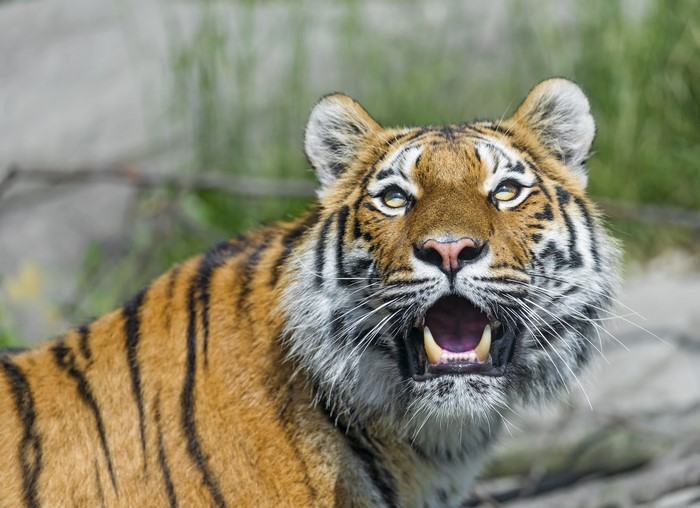 Tiger with mouth open