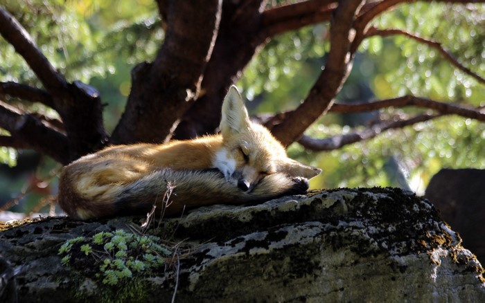 Fox sleeping on a rock