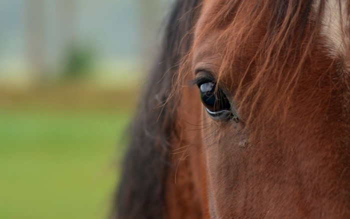 Close-up of a brown horse's eye