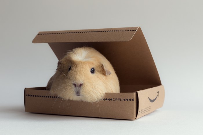 Guinea pig in an Amazon box