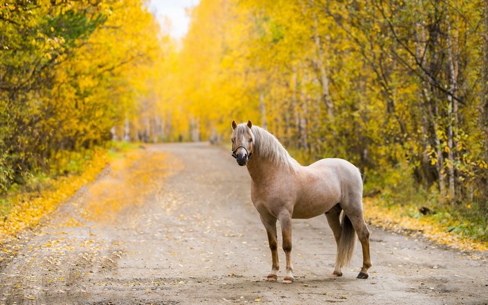 Horse on a road in an autumn forest