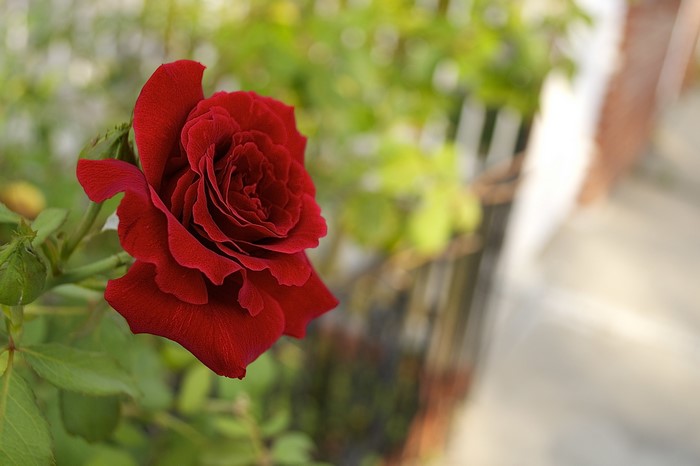 Red Rose in Garden
