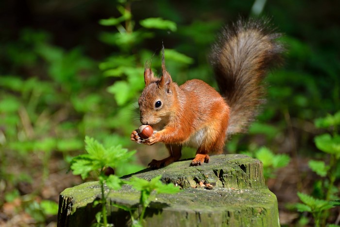 A red squirrel eats a nut on a tree stump