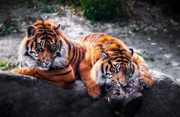 Two tigers resting on a rock