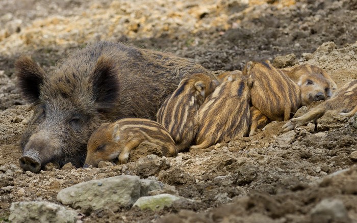 Wild boar mother and piglets sleeping on the ground