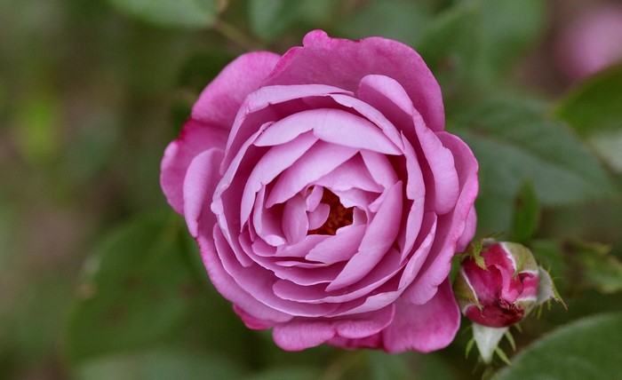 Close-up of a pink rose with a bud