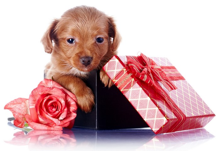 Puppy with Rose and Gift