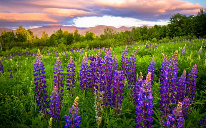 Field of purple lupine flowers with mountains and sunset sky