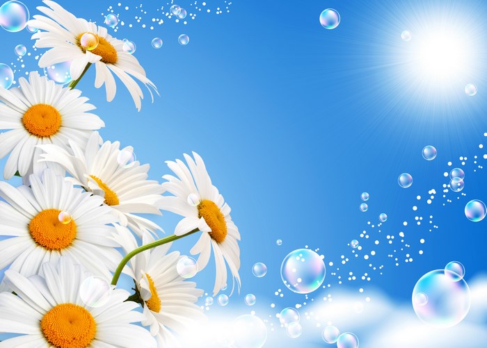 White Camomiles with Bubbles and Sun