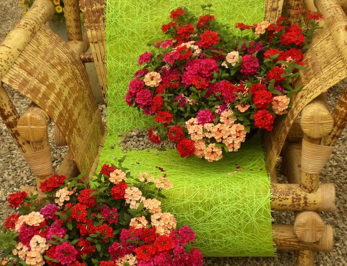 Verbena flowers on a bamboo armchair