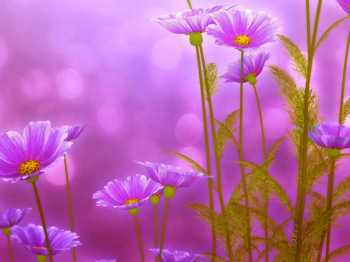Purple Cosmos Flowers in Soft Focus