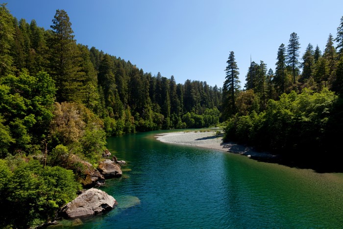 River flowing through redwood forest in California