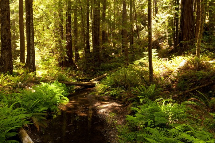 Forest stream with ferns and redwood trees in California
