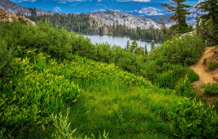 Lake surrounded by trees and shrubs in Yosemite National Park, California