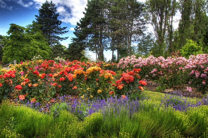 Queen Elizabeth Gardens in Vancouver, Canada with Roses