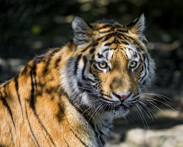 Tiger with Whiskers