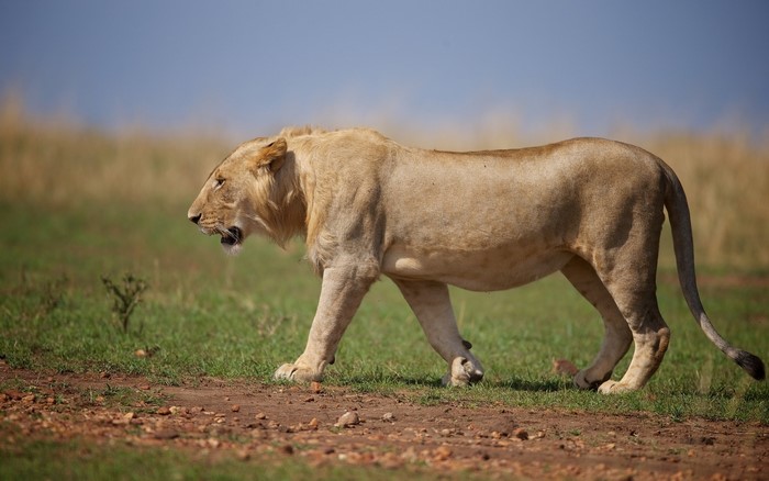 A lion walks across a grassy plain
