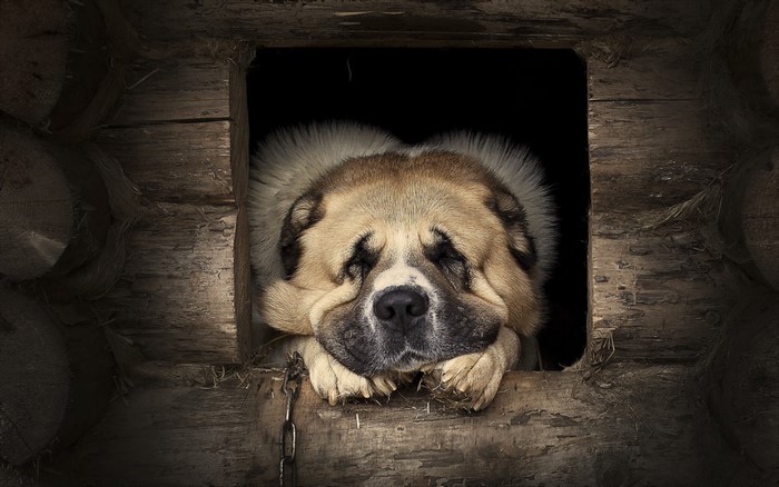 Dog resting its head on a wooden doghouse entrance
